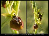 Ophrys-aesculapii-x--mammosa
